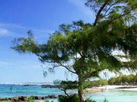 (2006) Albero in spiaggia